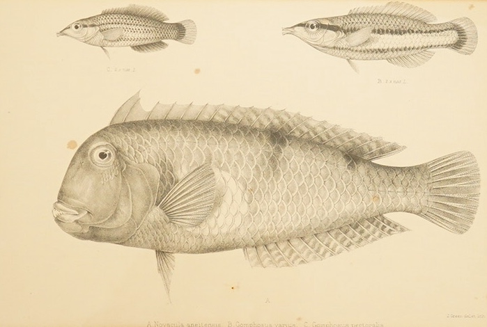 J. Green, lithograph, fish to include ‘A. Novacula aneitensis’, 19 x 29cm, bamboo frame. Condition - some foxing